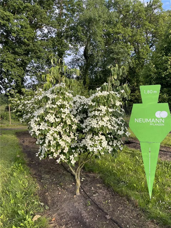 Cornus kousa chinensis