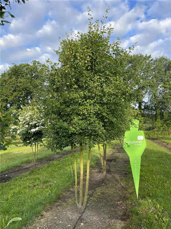 Acer monspessulanum