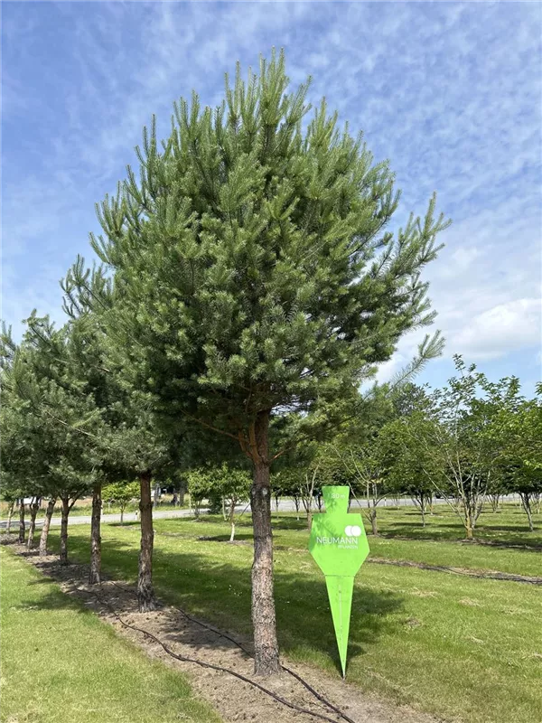 Pinus sylvestris