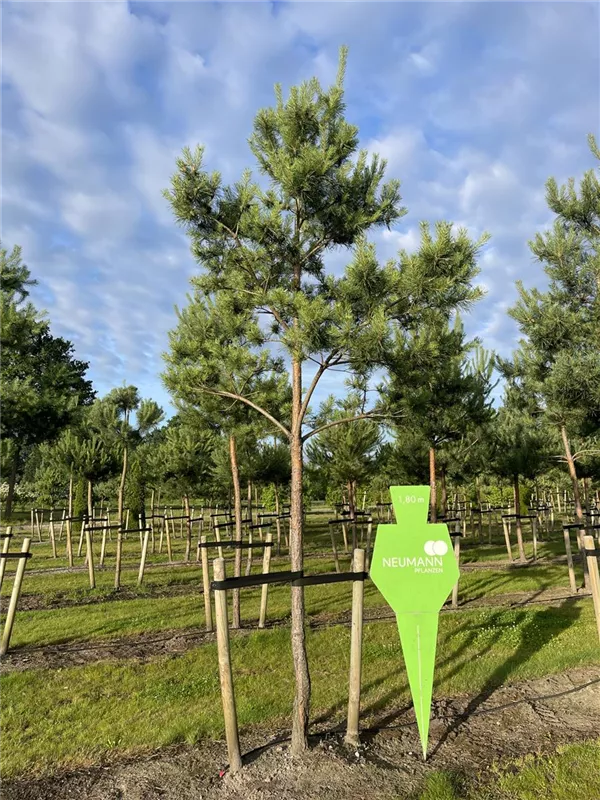 Pinus sylvestris