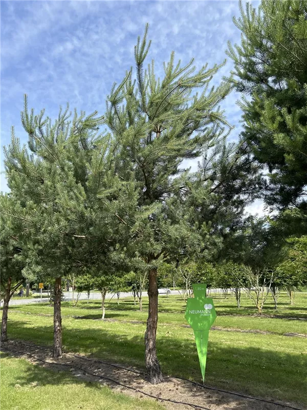 Pinus sylvestris