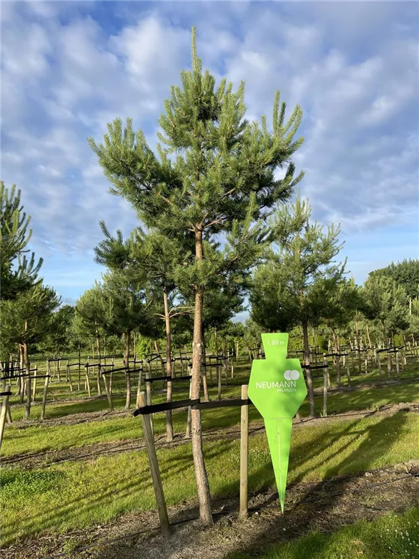 Pinus sylvestris