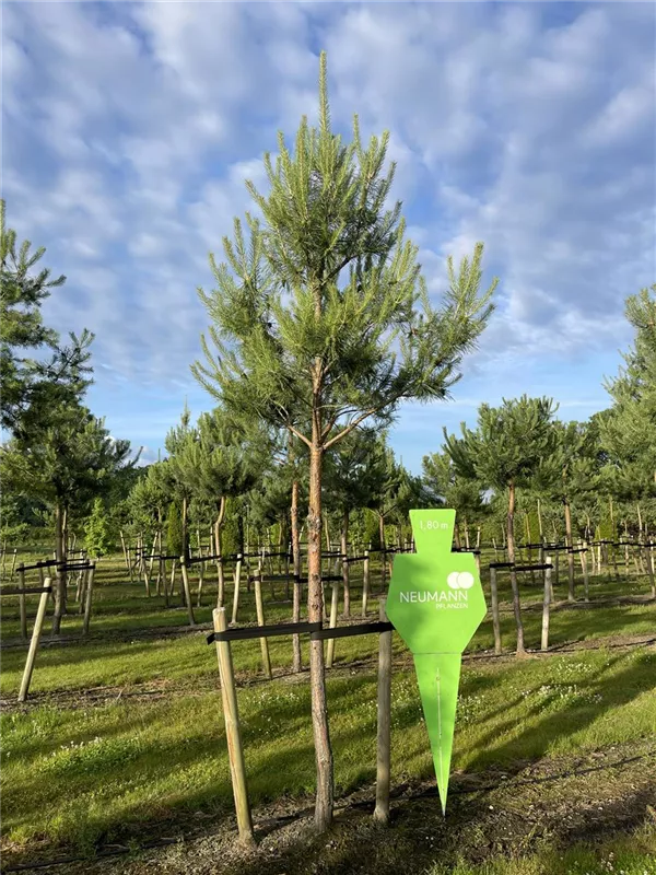 Pinus sylvestris