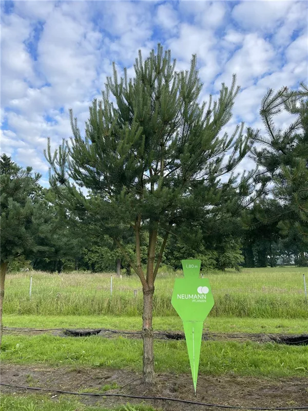 Pinus sylvestris