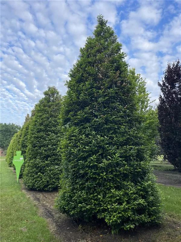Prunus lusitanica 'Angustifolia'