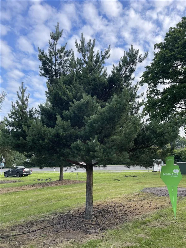 Pinus sylvestris