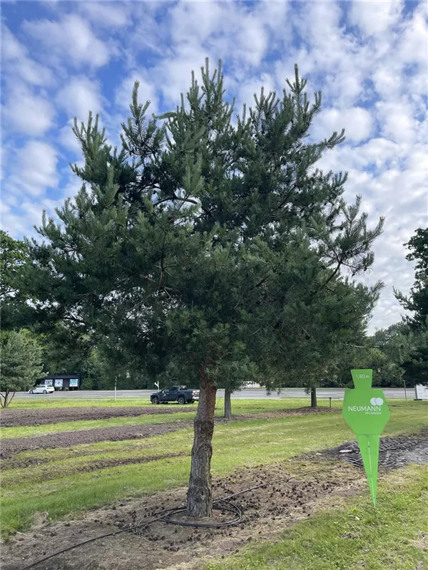 Pinus sylvestris