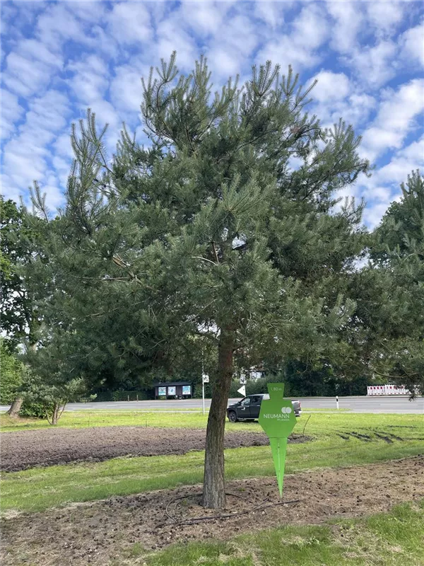 Pinus sylvestris