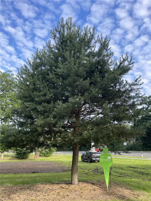 Pinus sylvestris