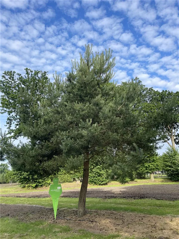 Pinus sylvestris