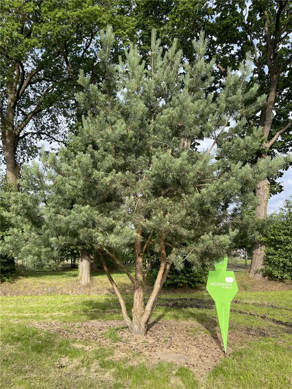 Pinus sylvestris