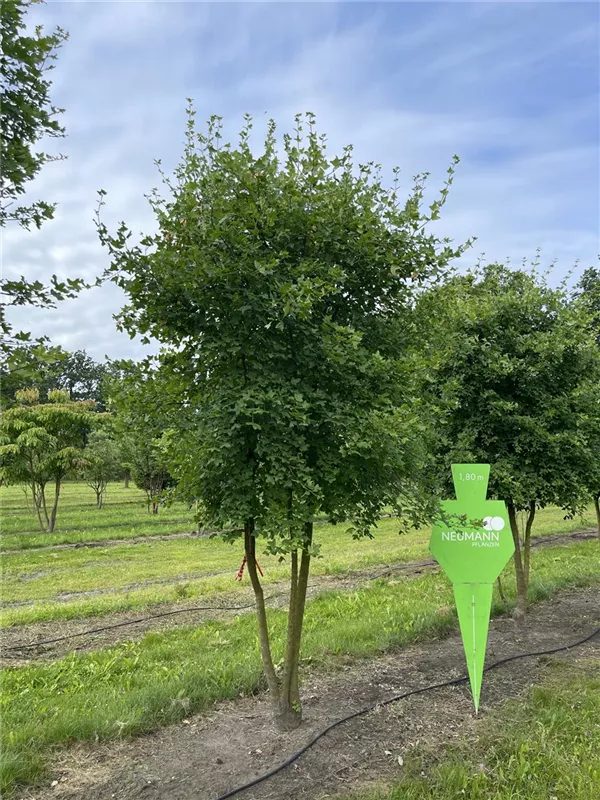 Acer monspessulanum