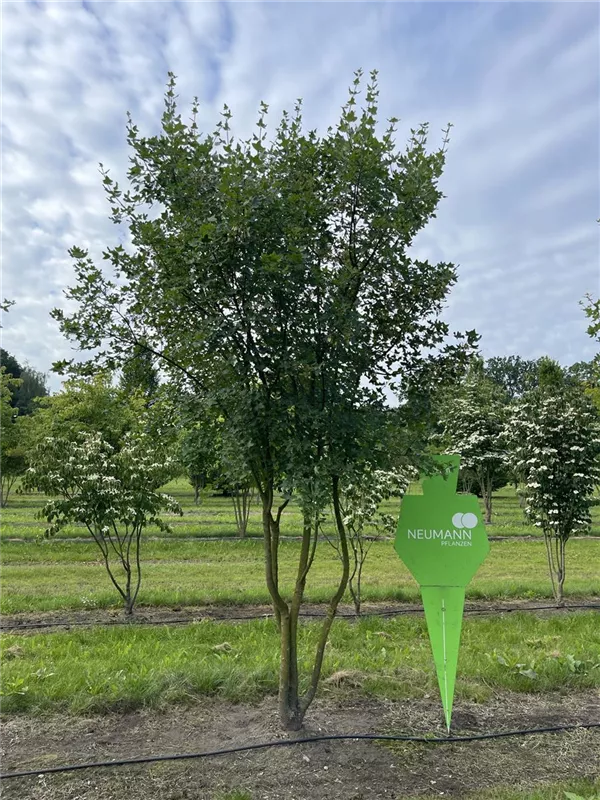Acer monspessulanum