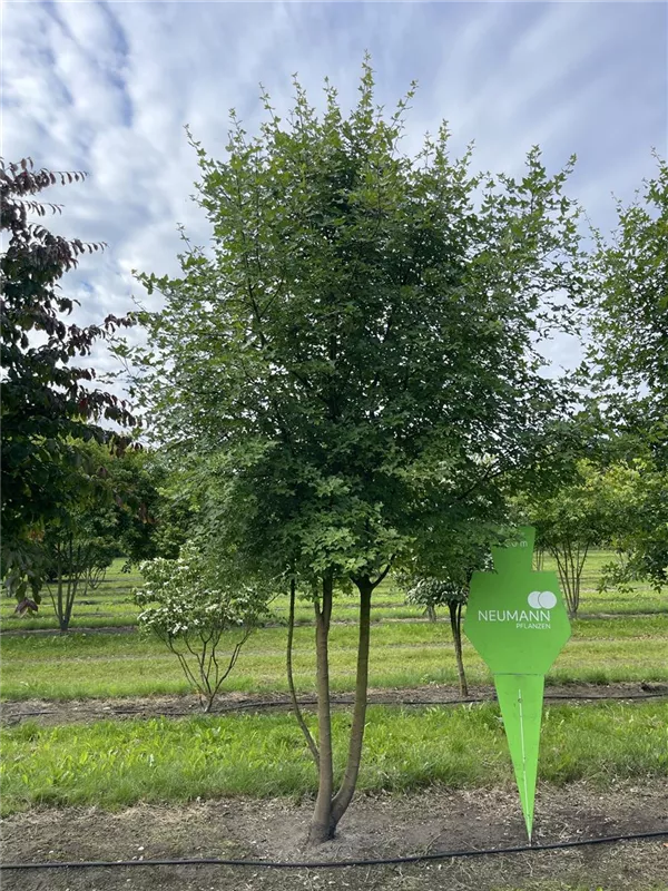 Acer monspessulanum