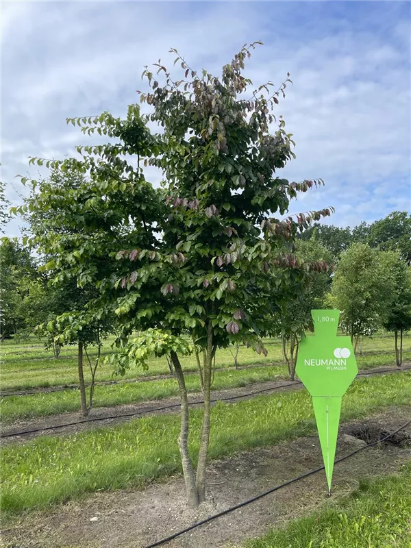 Parrotia persica
