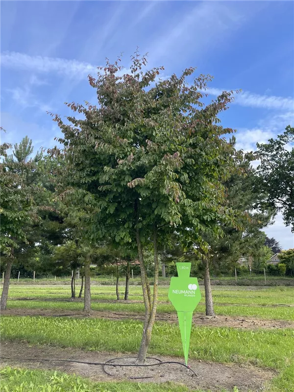 Parrotia persica