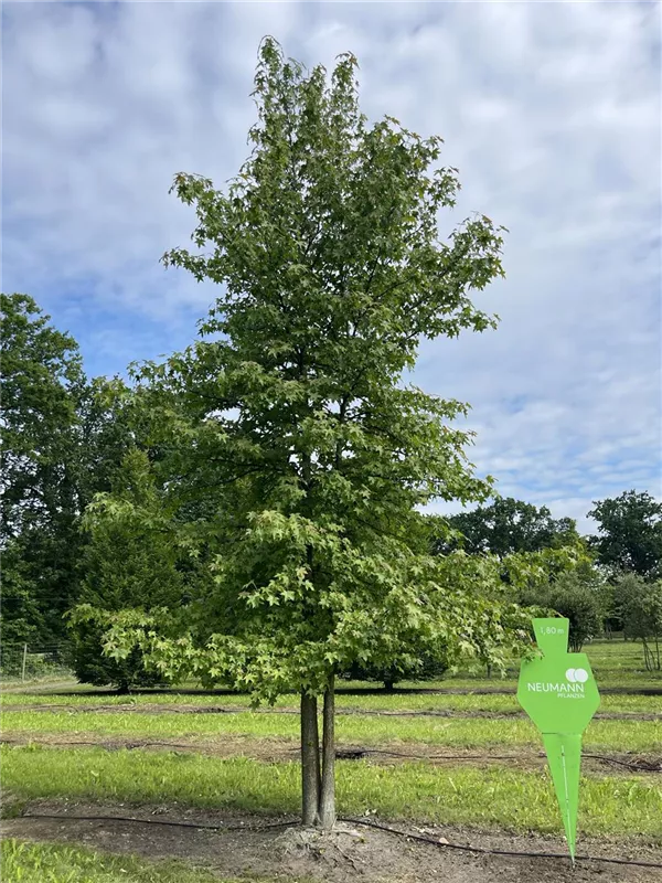 Liquidambar styraciflua