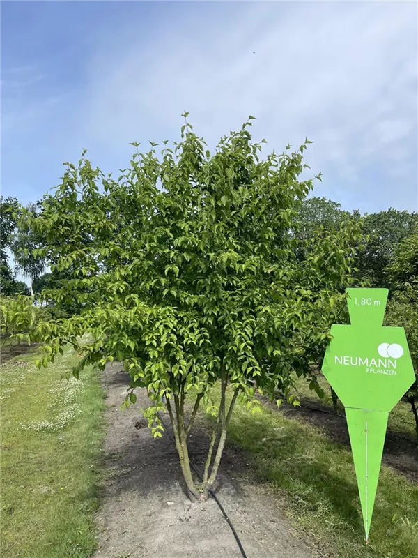 Cornus mas