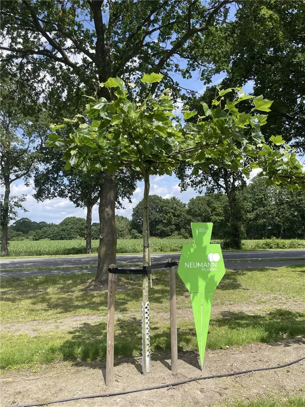 Platanus hispanica