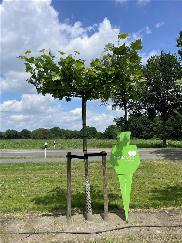 Platanus hispanica