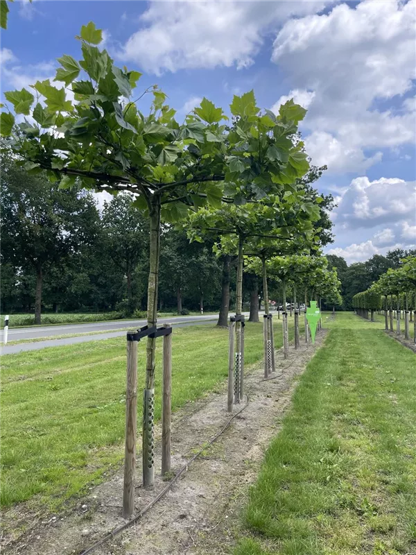 Platanus hispanica