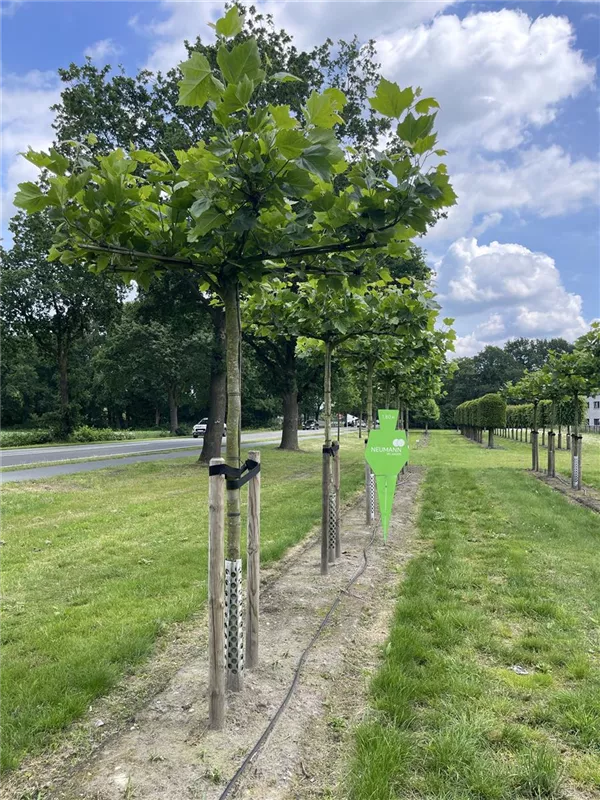 Platanus hispanica
