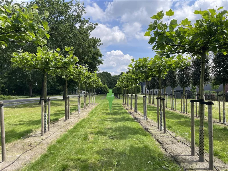 Platanus hispanica