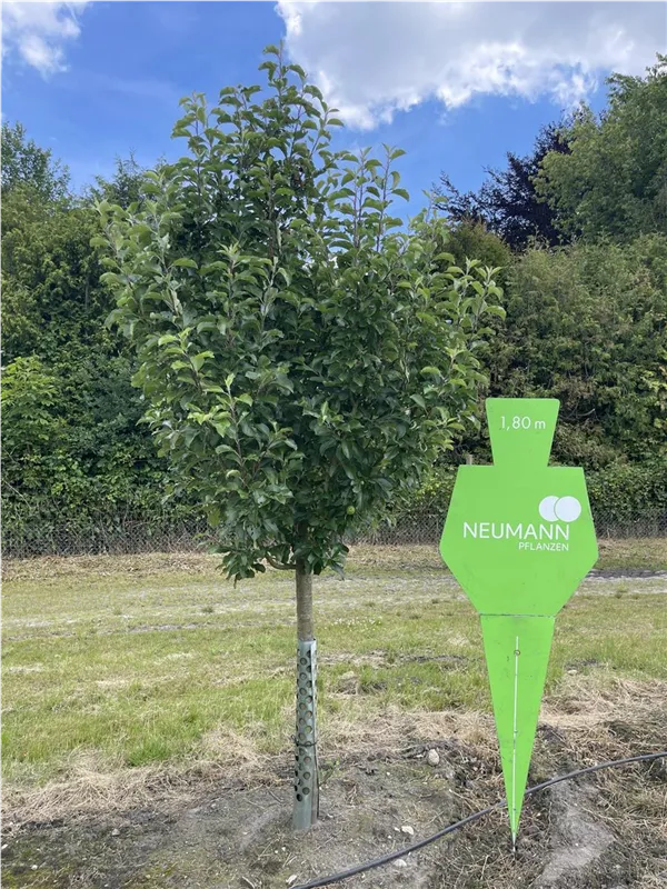 Malus 'Karneval' -S- CAC
