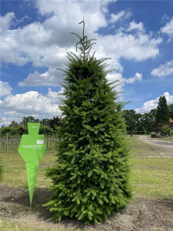 Pseudotsuga menziesii caesia
