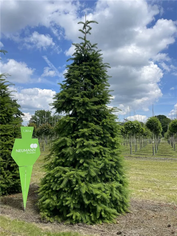 Pseudotsuga menziesii caesia
