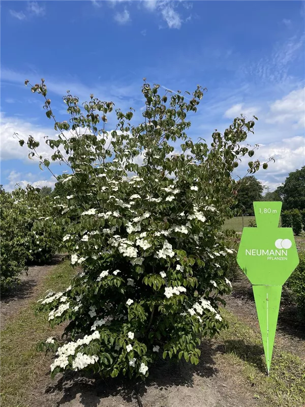 Cornus kousa chinensis