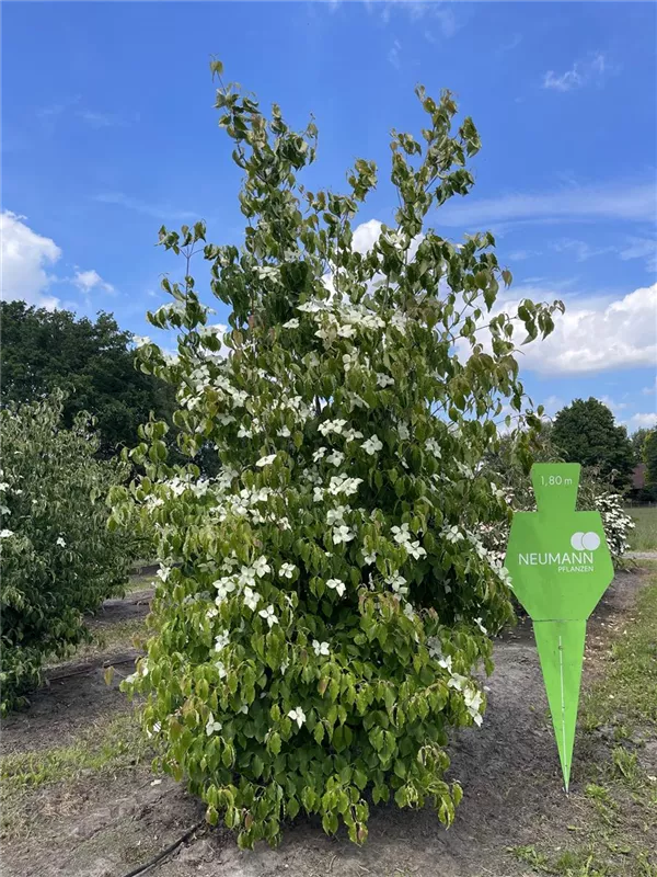 Cornus kousa chinensis