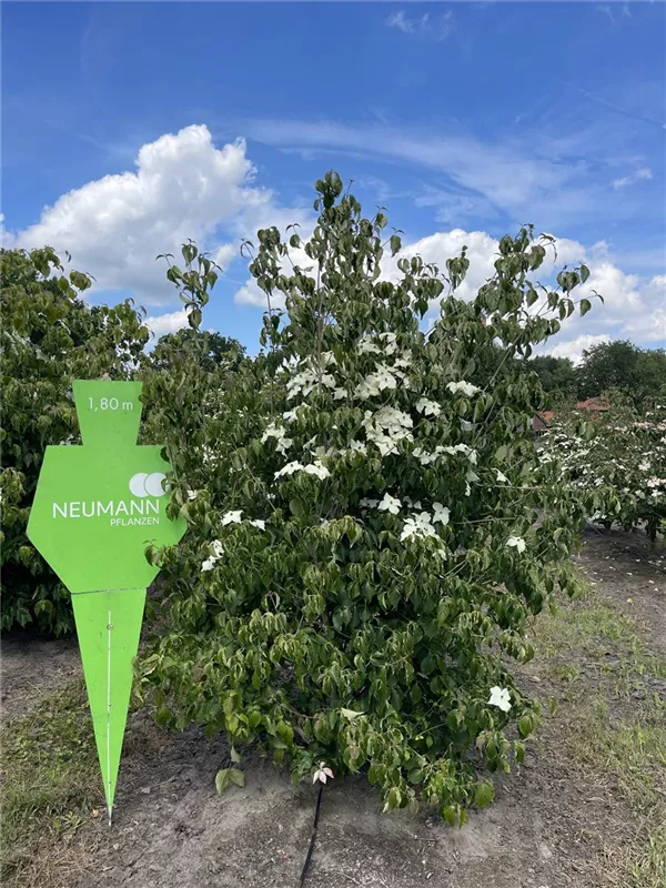 Cornus kousa chinensis