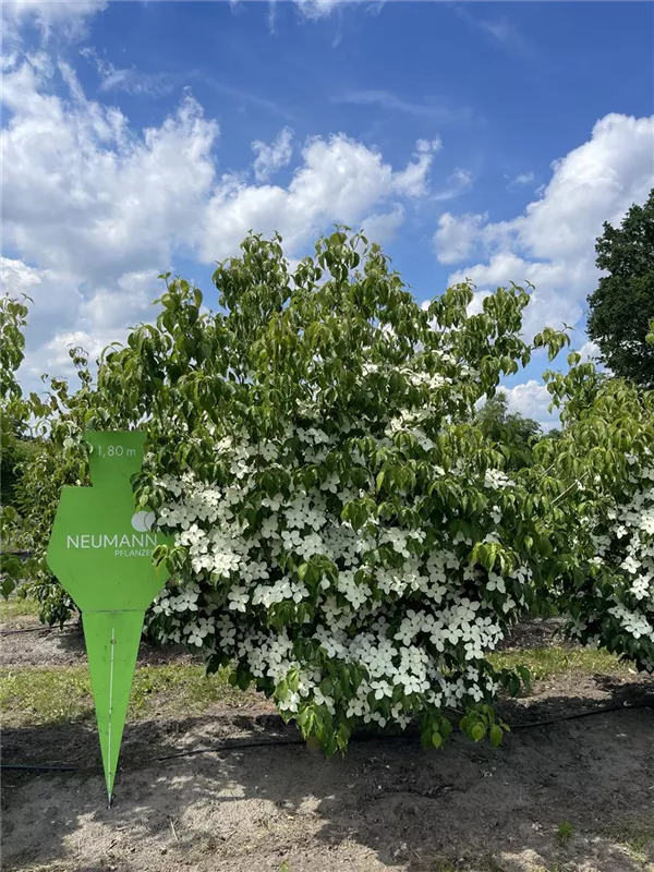 Cornus kousa chinensis