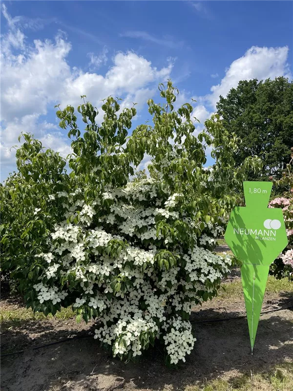 Cornus kousa chinensis