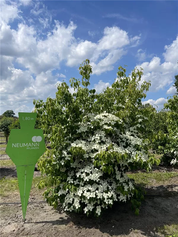 Cornus kousa chinensis