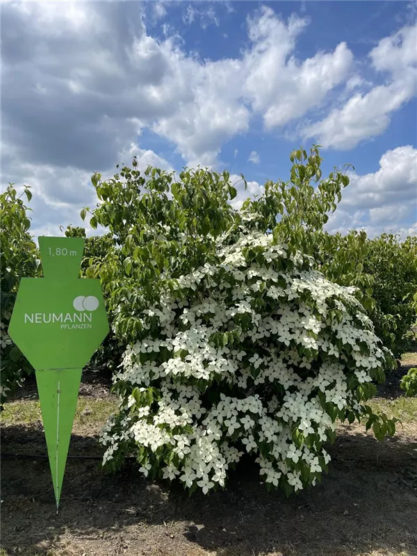 Cornus kousa chinensis