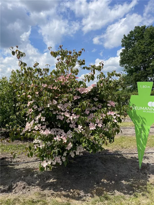 Cornus kousa 'Satomi'