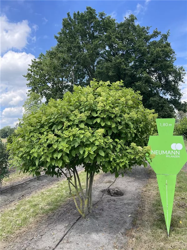Hydrangea panic. 'Limelight' -S-