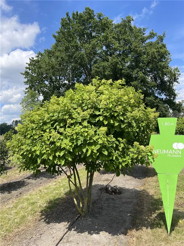 Hydrangea panic. 'Limelight' -S-