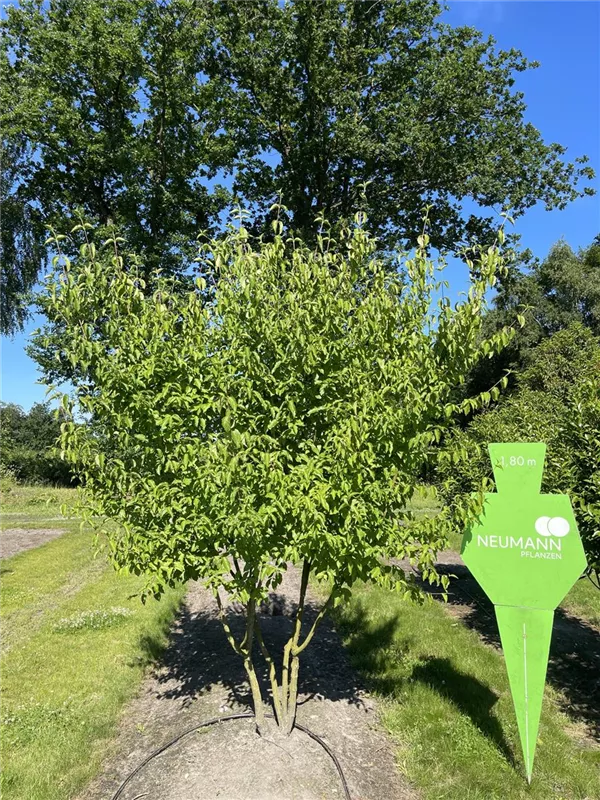 Cornus mas