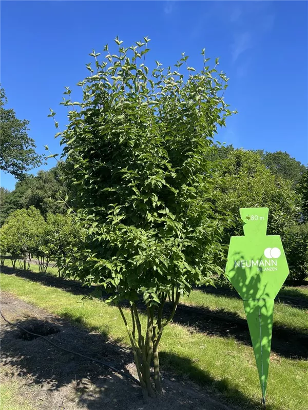 Cornus mas