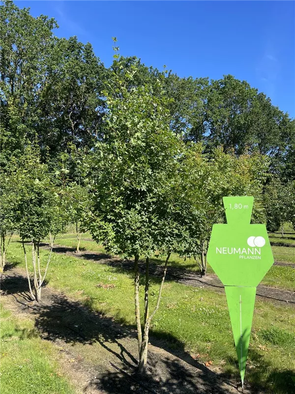 Acer monspessulanum