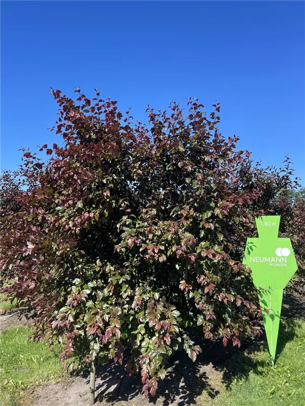 Malus 'Scarlet'