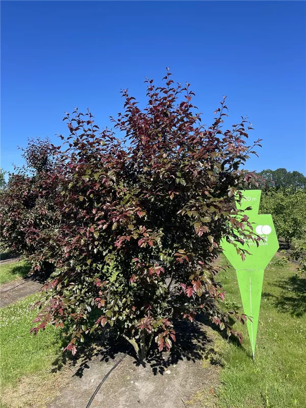 Malus 'Scarlet'