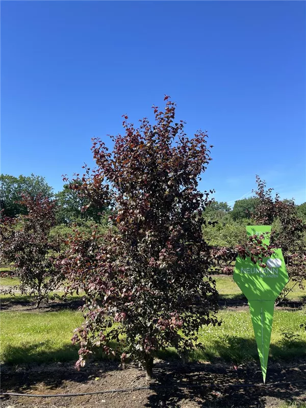 Malus 'Scarlet'