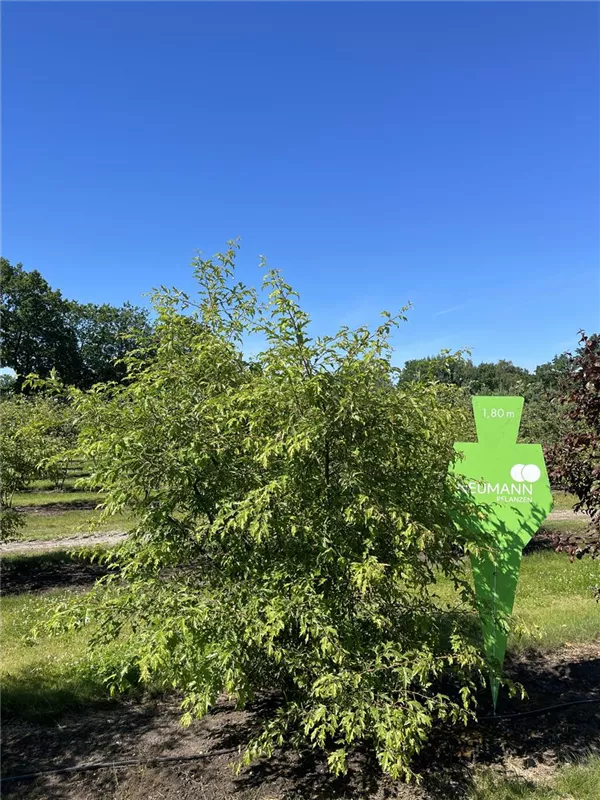 Malus toringo
