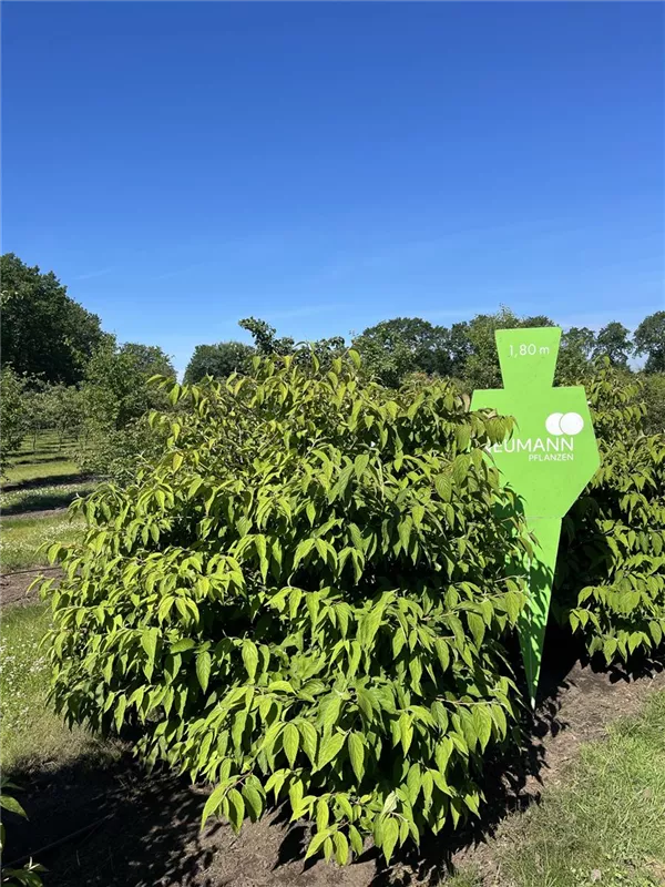 Viburnum plicatum tomentosum