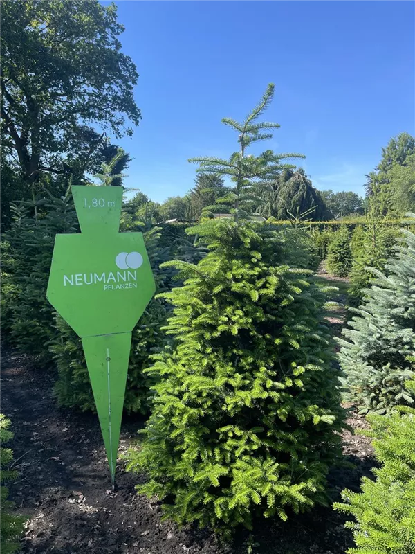 Abies koreana 'Sämling'