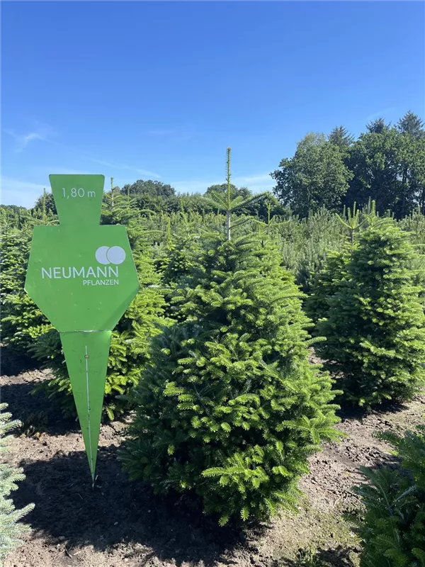 Abies koreana 'Sämling'
